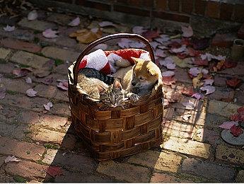 数字NS版《双点校园》开启预购 售价308港币