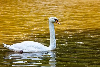 哭晕了！《明末：渊虚之羽》发售仅一天全球+国区飞榜